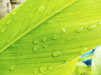 Close-up of raindrops on green leaf