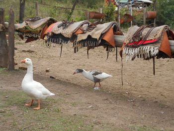 Flock of birds