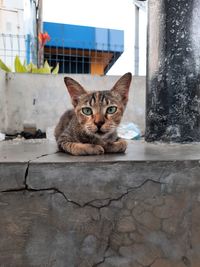 Portrait of cat sitting outdoors