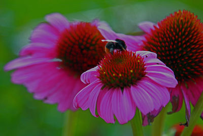 Close-up of honey bee pollinating on pink flower