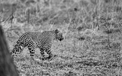 View of leopard inforest