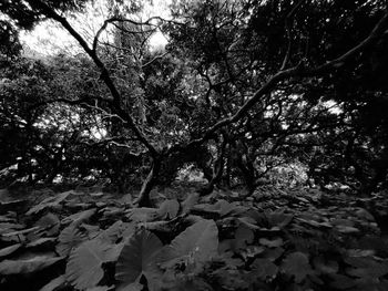 View of flower trees in forest