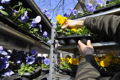 Colorful flowers and plants in horticulture in the spring time
