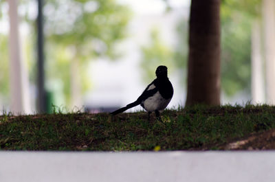 Close-up of bird perching on tree