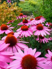 Close-up of pink flowers in park