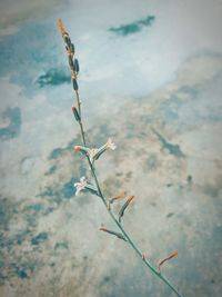 Close-up of plant against sky