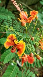 Close-up of orange flowers blooming outdoors