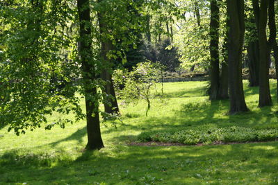 Trees in forest