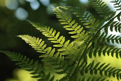 Close-up of leaves on tree