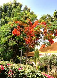 Close-up of red flowers growing in park