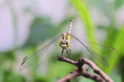 Close-up of dragonfly on twig