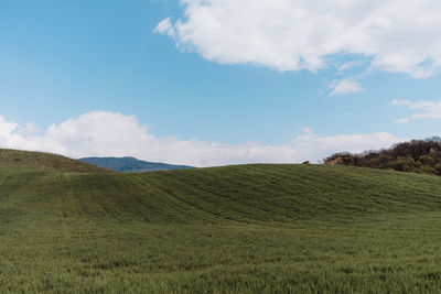 Scenic view of agricultural field against sky