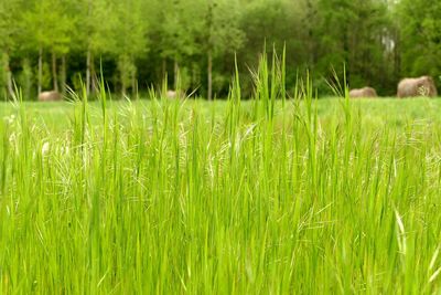 Scenic view of grassy field