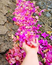 High angle view of pink flowering plants