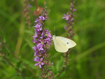 Close-up of butterfly pollinating on purple flower