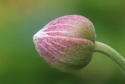 Close-up of flower bud growing outdoors