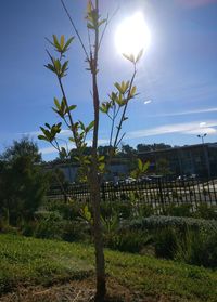 Plants against sky