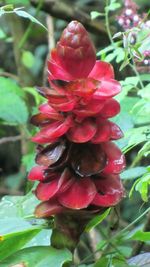 Close-up of red flowers