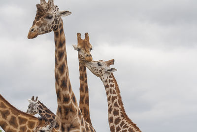 Low angle view of giraffe against sky