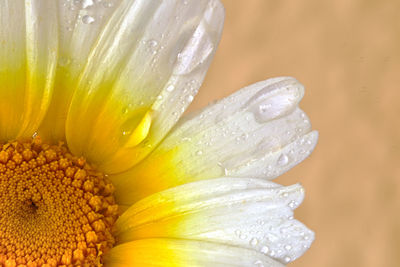 Close-up of wet yellow flower