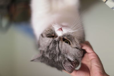 Cropped hand petting cat at home