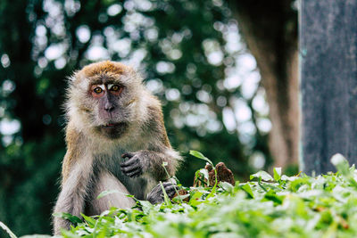 Monkey sitting in a forest