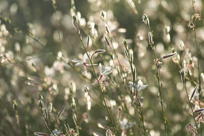 Close-up of flowering plants on field