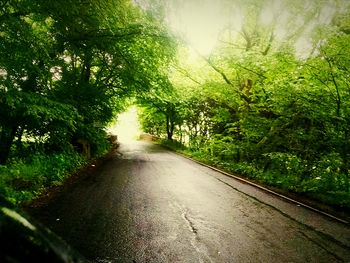 Road passing through forest