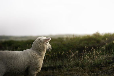 Lamb looking at horizon and sun, in green moss dunes, on sylt island, north sea, germany