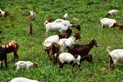 Sheep grazing in a field