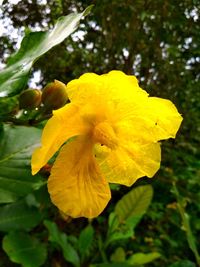 Close-up of yellow flowering plant