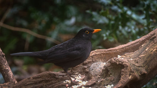 Male blackbird