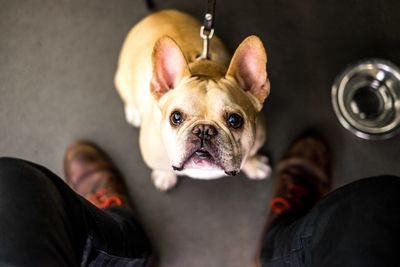 Portrait of dog at home