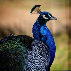 Close-up of peacock