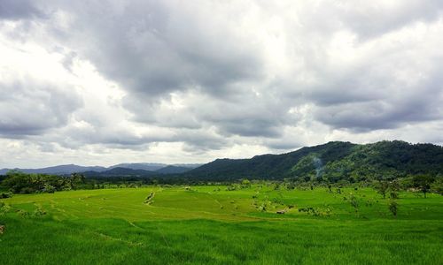 Scenic view of agricultural field against sky