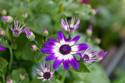 Close-up of purple flowering plants