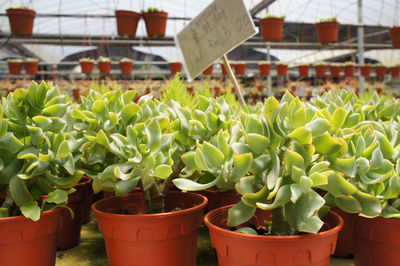 Potted plants in greenhouse