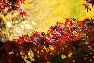 Close-up of maple leaves on plant