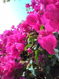Close-up of pink bougainvillea blooming on tree