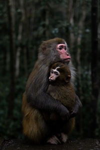 Monkeys embracing in forest