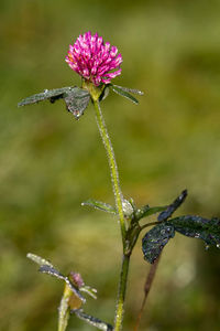 Red Clover