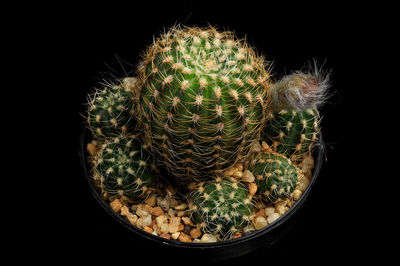 Close-up of cactus in pot against black background