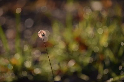 Close-up of dandelion against blurred background