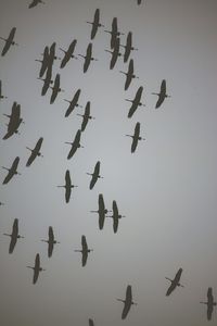 Low angle view of birds flying in the sky