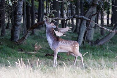 Stag eating in forest