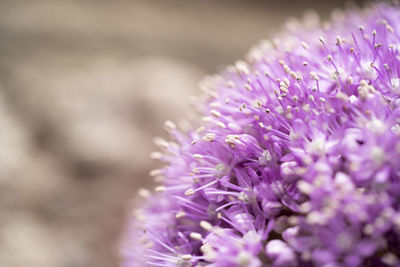 Close-up of purple flowering plant