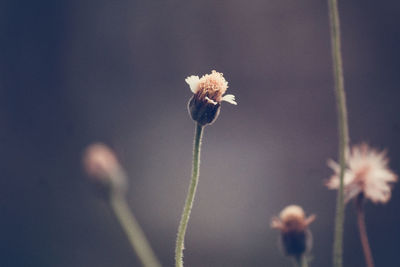 Close-up of flower against blurred background