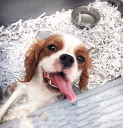 High angle portrait of dog