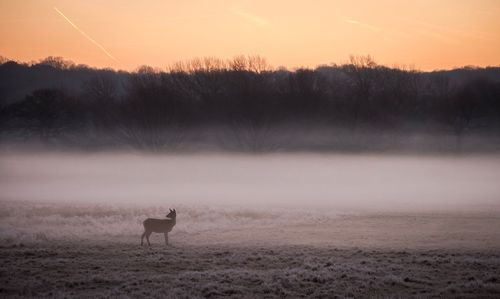 Deer on field against sky at sunset