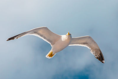 Low angle view of seagull flying